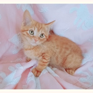 とても賢いやんちゃボーイのこちゃちゃろう♪