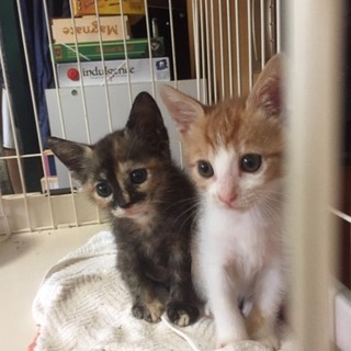 2ヶ月入りたて兄妹 セナとモモ