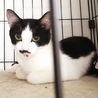 結構かわいい