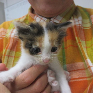 段ボールに入れられていた仔猫の里親様募集。