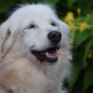 ゴールデン顔、短足10キロ、笑顔が皆をハッピーに