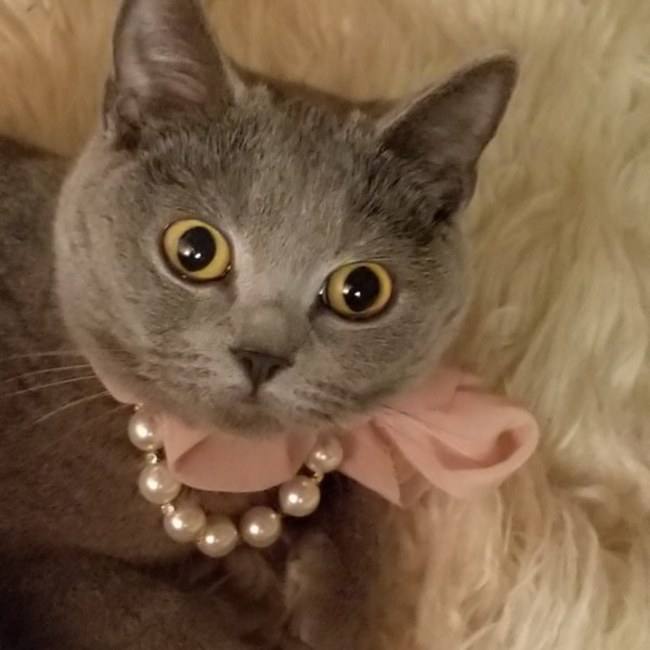 吉村7076のカバー写真