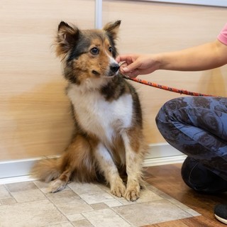 この子を助けてください。