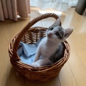 可愛いキジ白の子猫♪