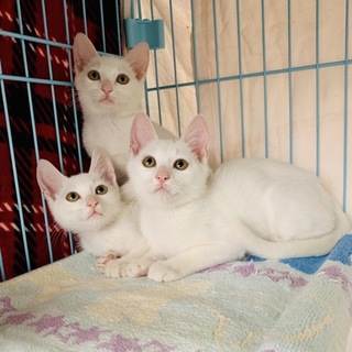 とてもフレンドリー子猫3兄妹♡家族が決まりました！