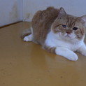 1歳スコティッシュフォールド男の子