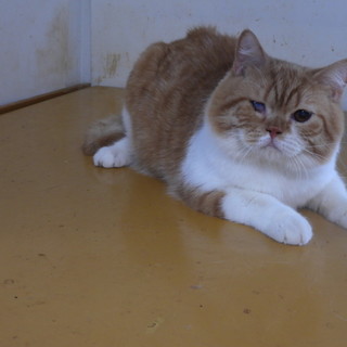 1歳スコティッシュフォールド男の子