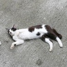 甘え