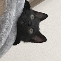 セシル