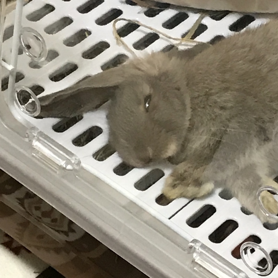 ミントのカバー写真