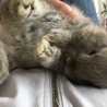 ミント