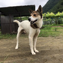 雑種犬のセブンくん