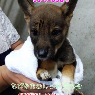 保健所からレスキューした子犬