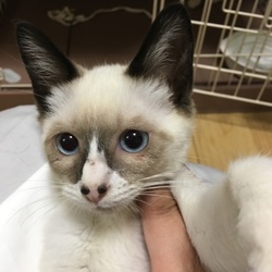 まだまだ続くよ！大仔猫祭！in一宮