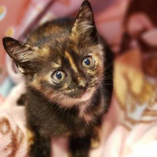 可愛いさび子猫ちゃん！