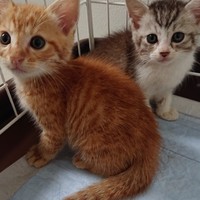 道端にいた子猫兄弟