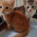 再募集します!!  道端にいた子猫兄弟