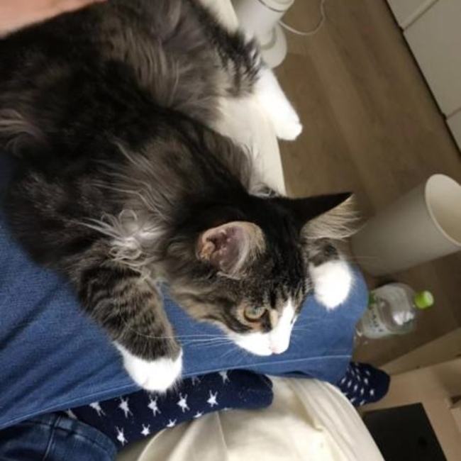 koromukeのカバー写真