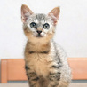 子猫の里親募集です サムネイル3