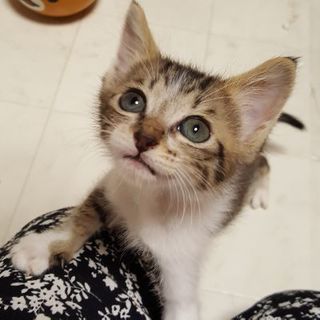 募集更新の為終了（野風さん）