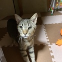 子供が小児喘息なのに子供が大好きな猫