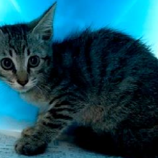 譲渡されました。