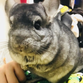 チンチラ グレー 里親募集