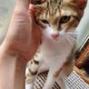 tabidesu さん