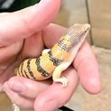 サンドフィッシュ里親募集