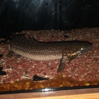 ポリプテレスオルナティーピンニス