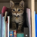 ゴールデンウィーク産まれのオス猫ちゃん