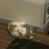 なかざん