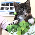 静岡県から子猫の里親さん募集です！