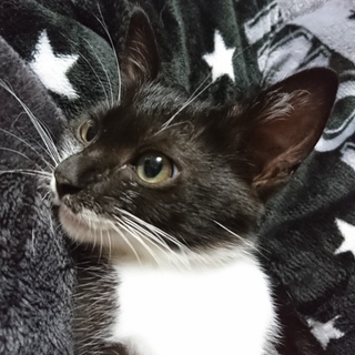 白黒の子猫ちゃん