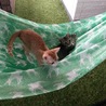 ハンモックで遊んでる〜