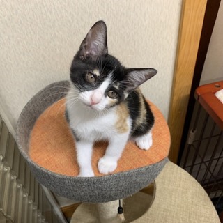 可愛いまろ眉がチャームポイントなピリカちゃん