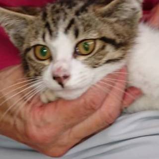 2ヶ月半の男の子。ありがとうございました。