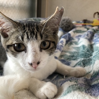 ★白キジの優しい女の子★