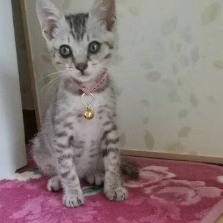 可愛いまん丸お目目のポン太くん