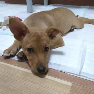 生後4ヶ月子犬3頭飼い主募集中