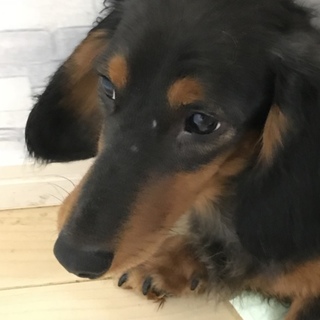 ショコラ ミニチュアダックス