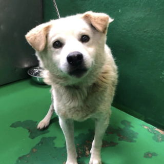 里親様決定しました！ありがとうございます✨