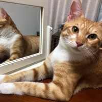 ぽんちゃん
