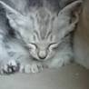 可愛い子猫ちゃん❤️里親さん募集中です！ サムネイル6