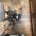 子犬を家族として迎えてくださる方を探しています。