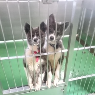 【感謝】繋がります！遺棄された？秋田犬兄妹♀