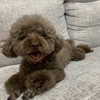 ピグ