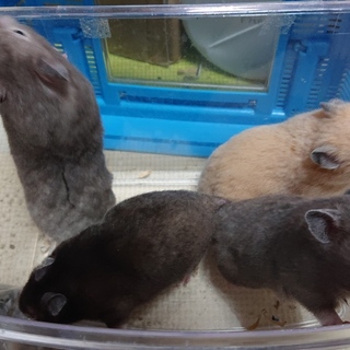 ゴールデンハムスター