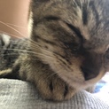奇跡の子猫。