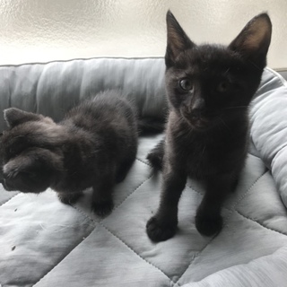 【至急】黒猫2匹の里親募集です！